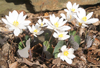 Bloodroot